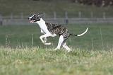 WHIPPET 346